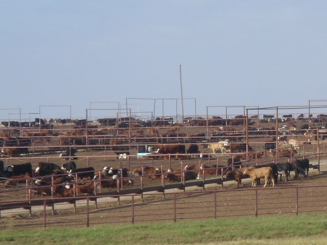 grain feed lot cattle.jpg